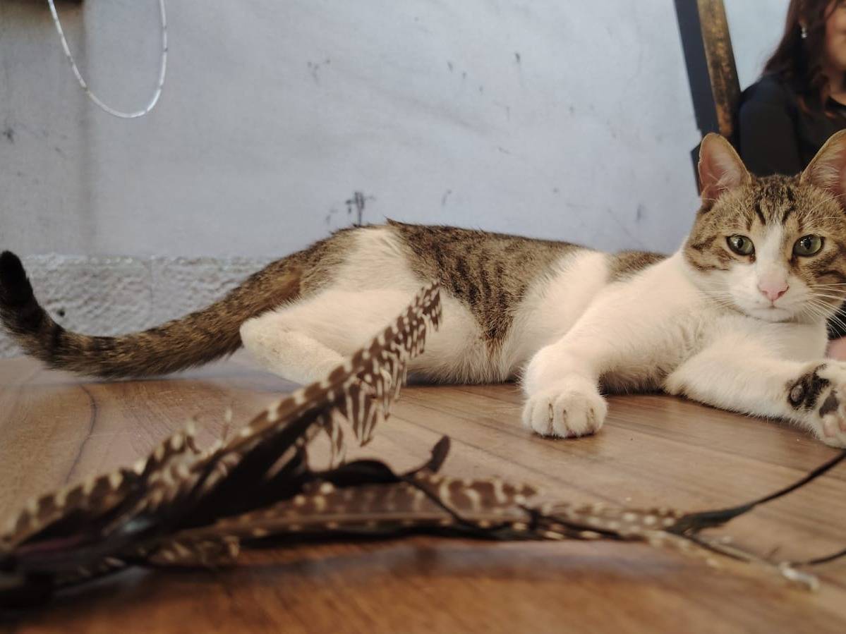 Adotta il gatto cocco a Napoli