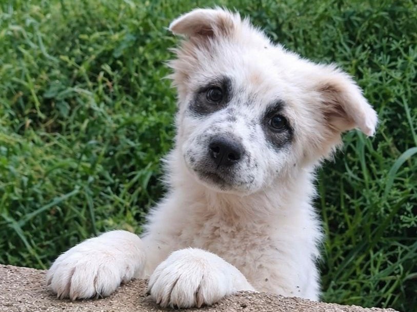 Adozione cane, femmina, Razza sconosciuta Razza sconosciuta, 3 mesi, taglia media, Cosenza