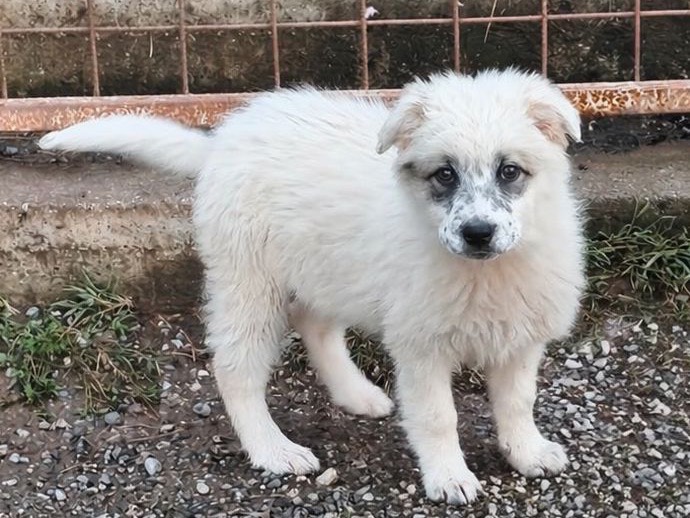 Adotta un cane, femmina, 3 mesi, Cosenza