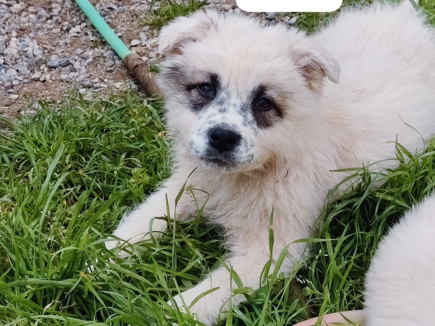 Adotta un cane, taglia media, femmina, Cosenza