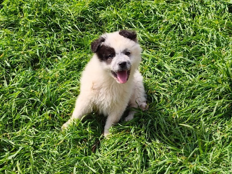 Adozione cane, maschio, Razza sconosciuta Razza sconosciuta, 4 mesi, taglia media, Cosenza