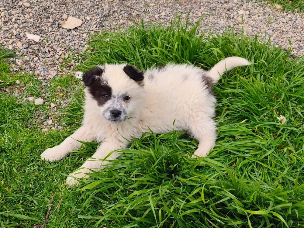 Adotta un cane, maschio, 4 mesi, Cosenza