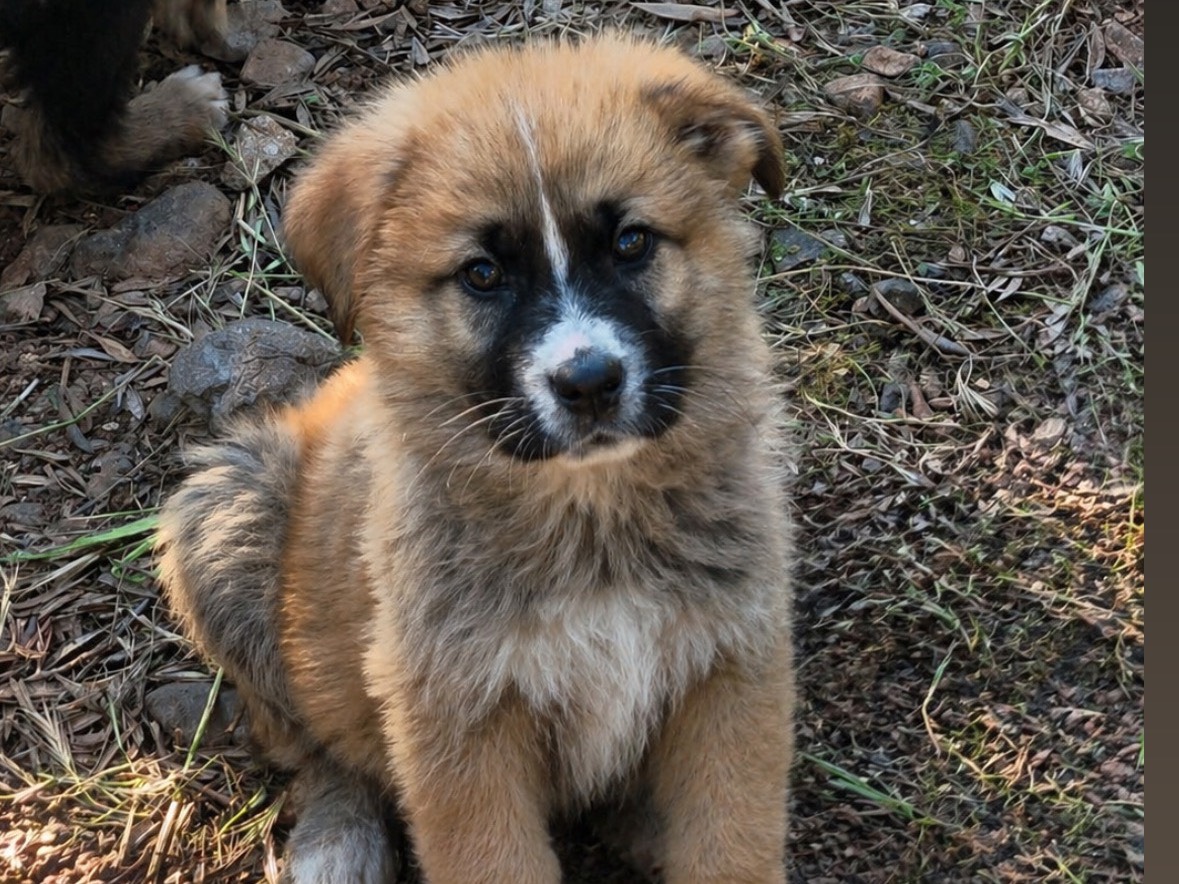 Adozione cane, maschio, Pastore tedesco Razza sconosciuta, 2 mesi, taglia media, Cosenza