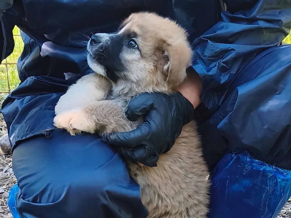 Adotta un cane, maschio, 2 mesi, Cosenza