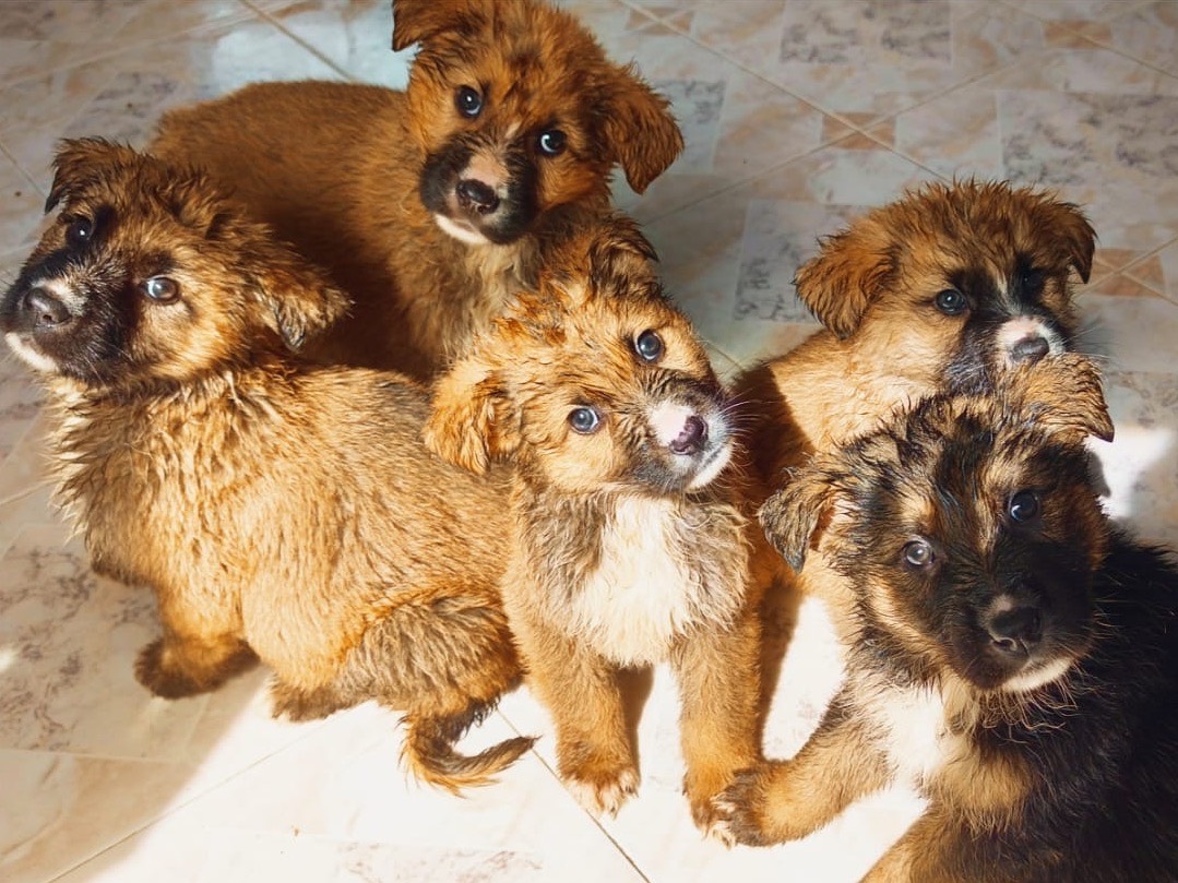 Adotta un cane, femmina, 3 mesi, Cosenza