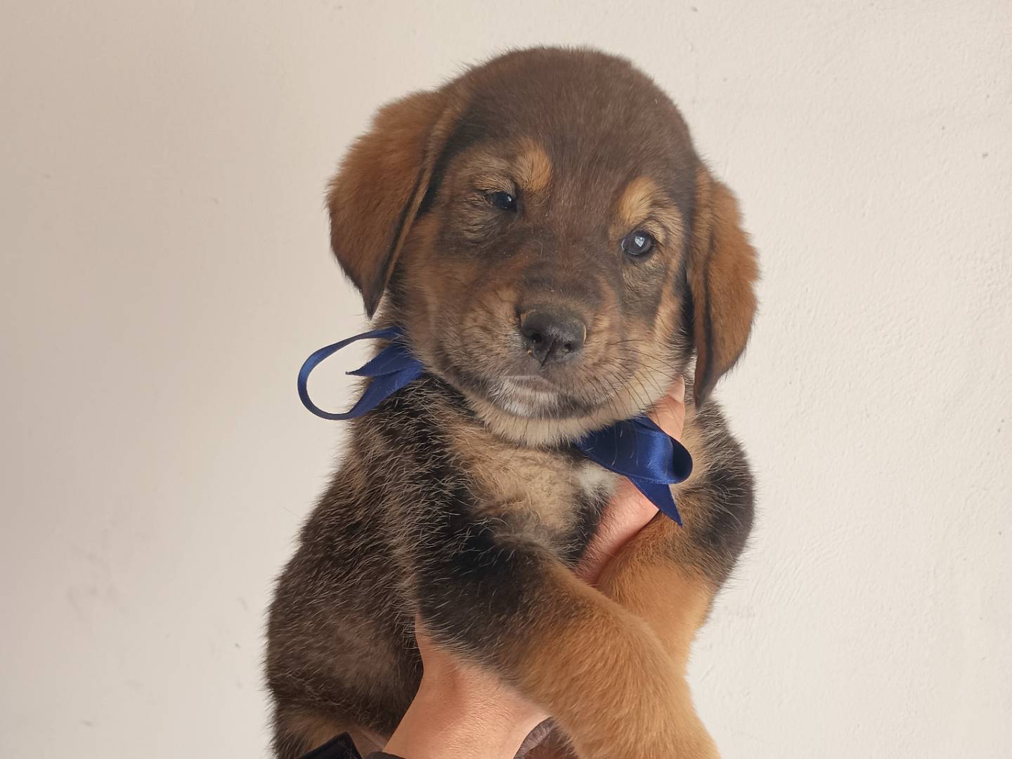 Adozione cane, maschio, Razza sconosciuta Razza sconosciuta, 1 mesi, taglia piccola, Palermo