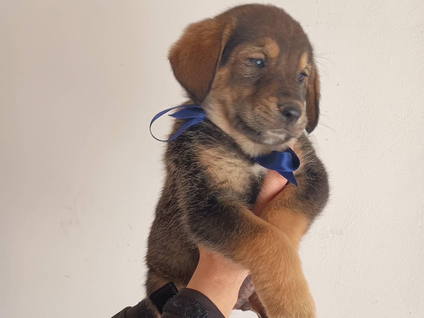 Adotta un cane, maschio, 1 mesi, Palermo