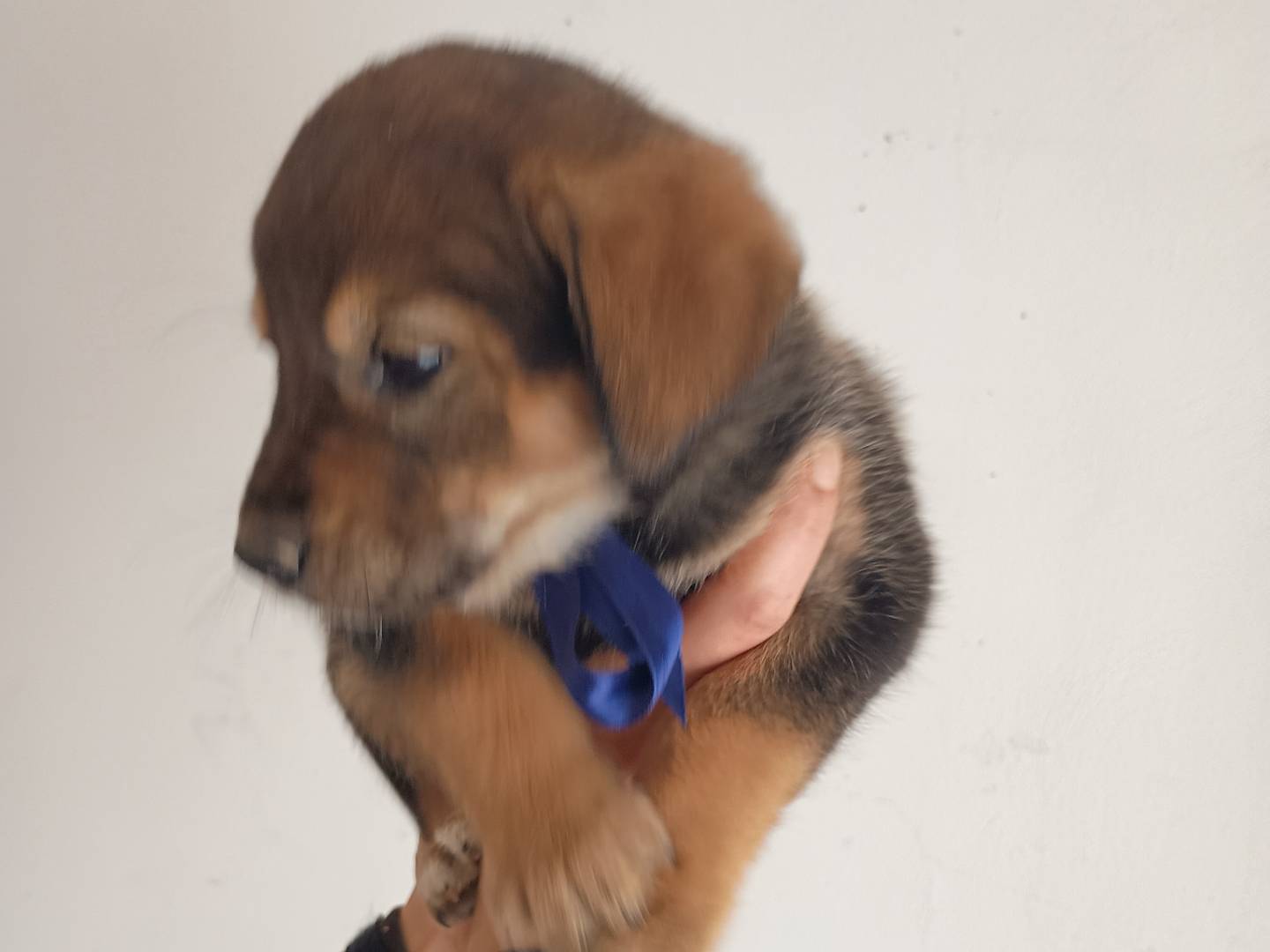 Adotta un cane, taglia piccola, maschio, Palermo