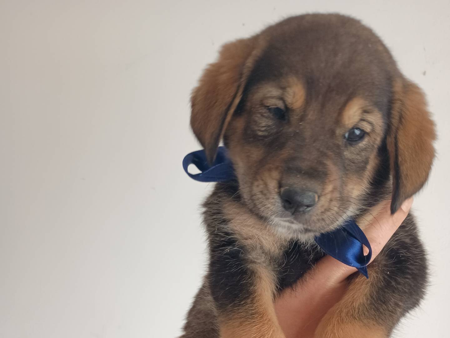 Vuoi adottare un cane a Palermo?