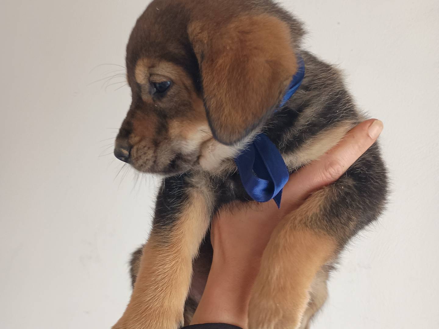 Adotta il cane Roger a Palermo