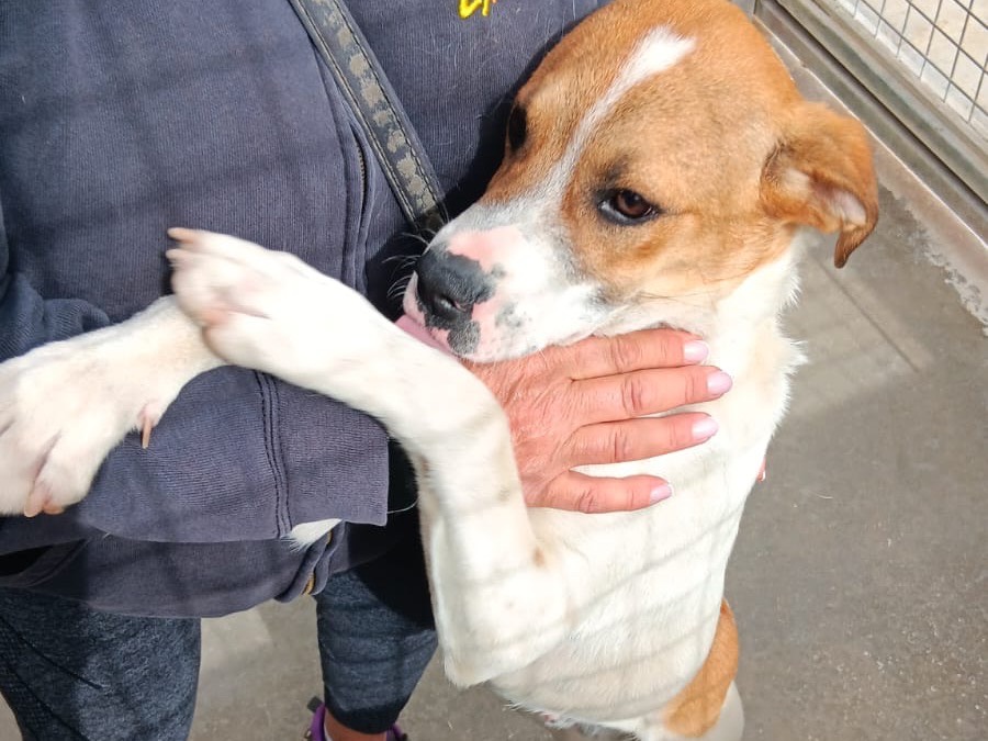 Adozione cane, maschio, Razza sconosciuta Razza sconosciuta, 1 anno e 1 mese, taglia media, Latina