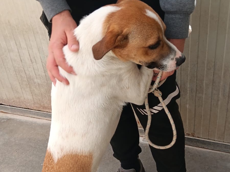 Adotta un cane, maschio, 1 anno e 1 mese, Latina