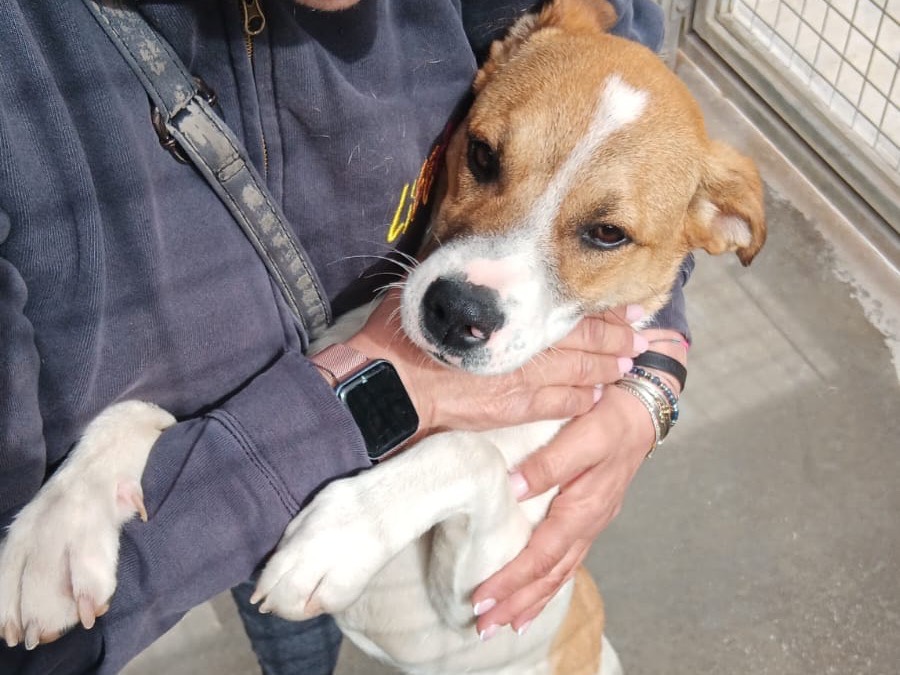 Adotta un cane, taglia media, maschio, Latina