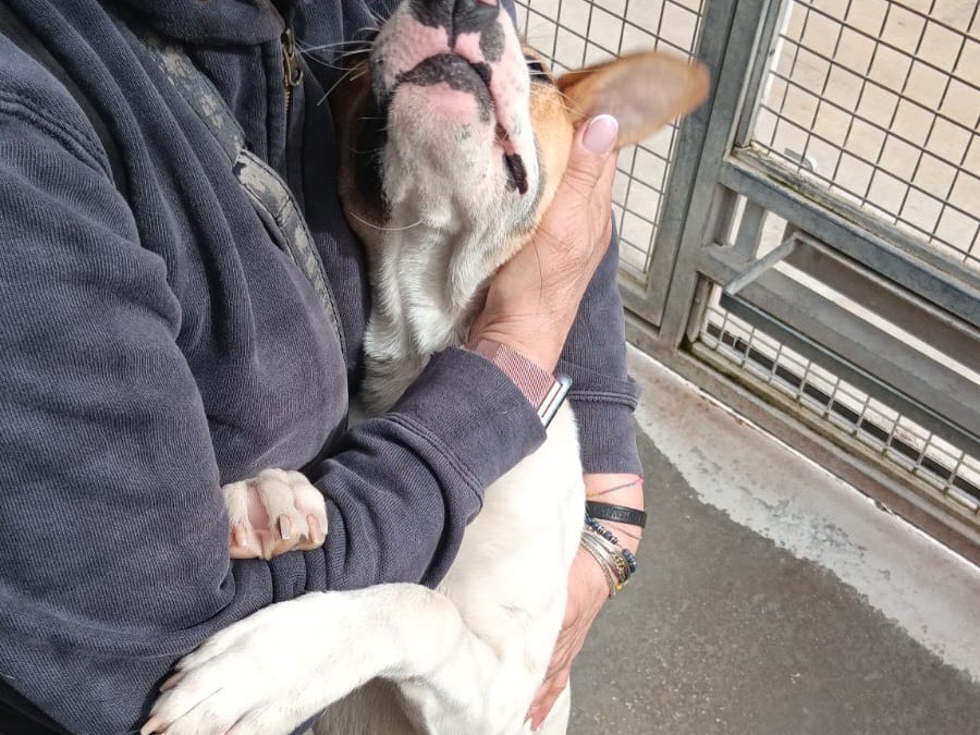 Vuoi adottare un cane a Latina?