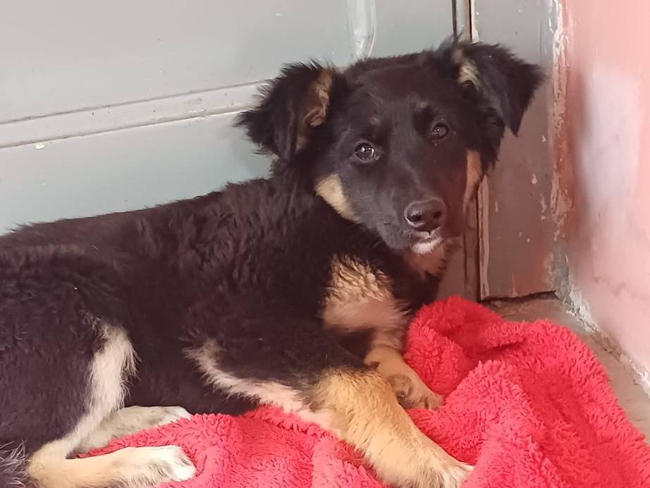 Adozione cane, femmina, Pastore tedesco Razza sconosciuta, 3 mesi, taglia media, Caserta