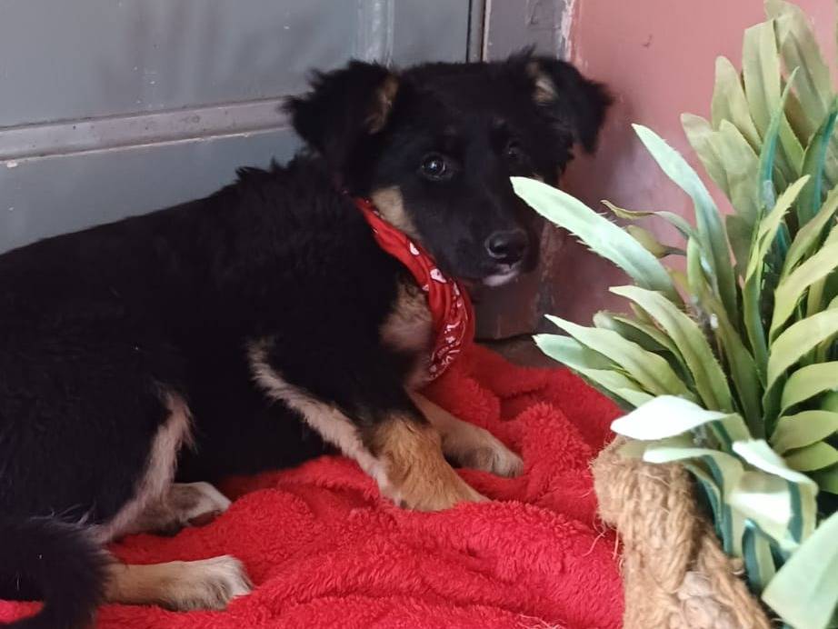 Adotta un cane, femmina, 3 mesi, Caserta