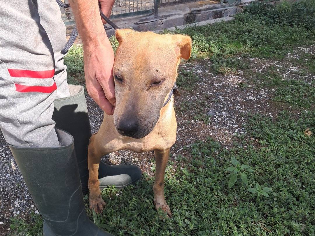 Adozione cane, femmina, Razza sconosciuta Razza sconosciuta, 7 anni e 5 mesi, taglia media, Caserta