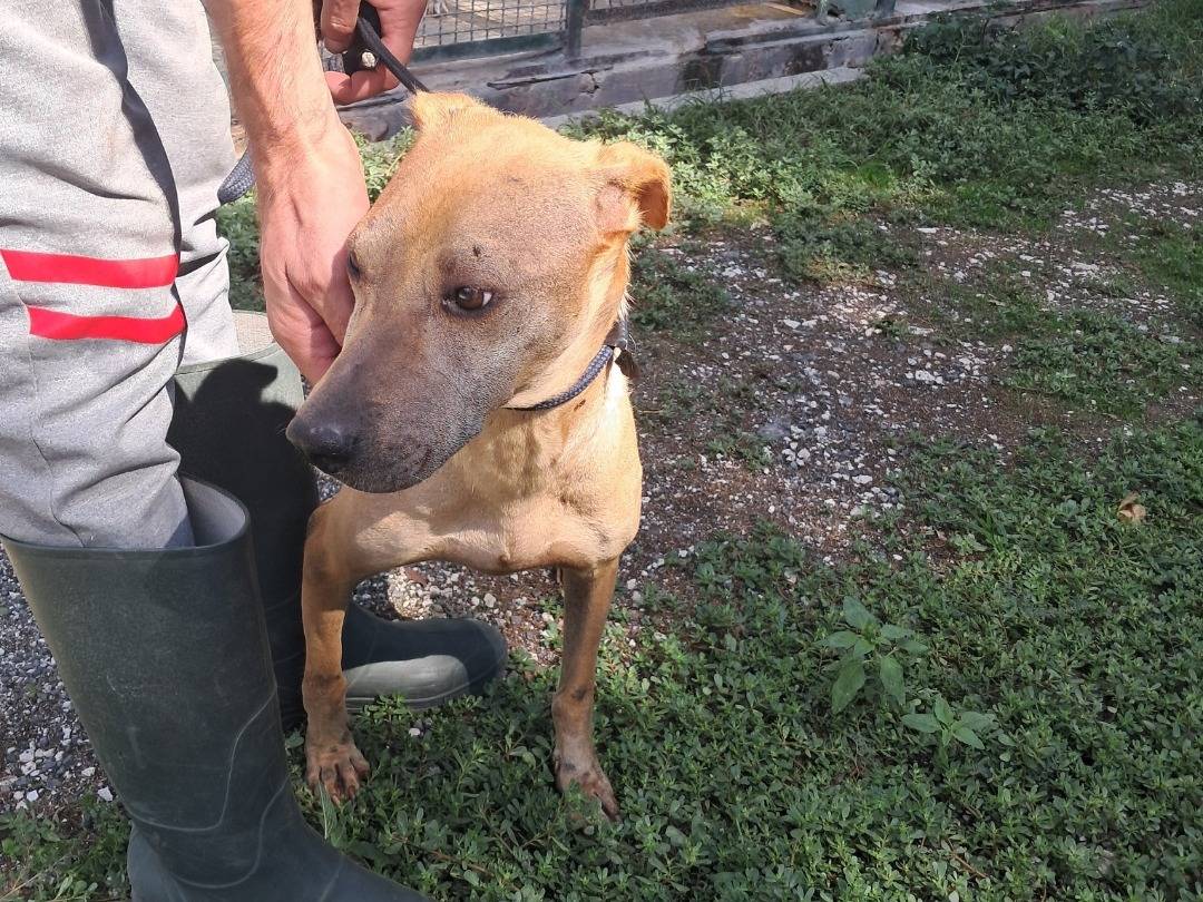 Adotta un cane, femmina, 7 anni e 5 mesi, Caserta