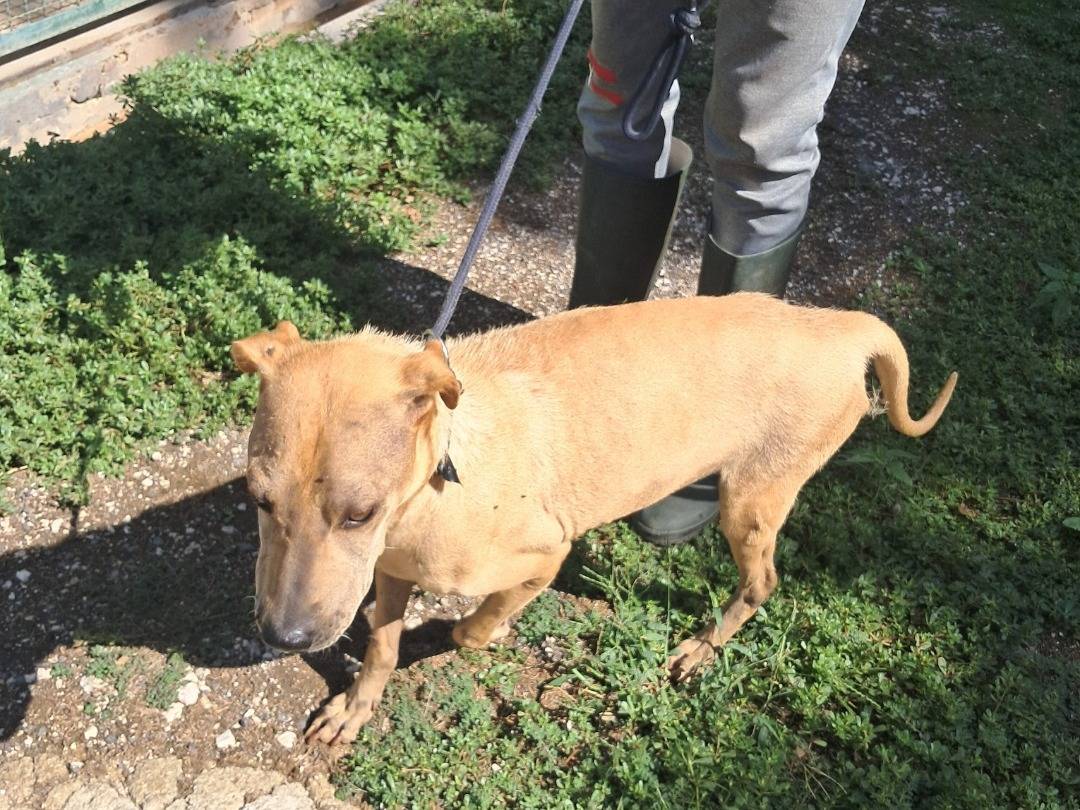 Vuoi adottare un cane a Caserta?