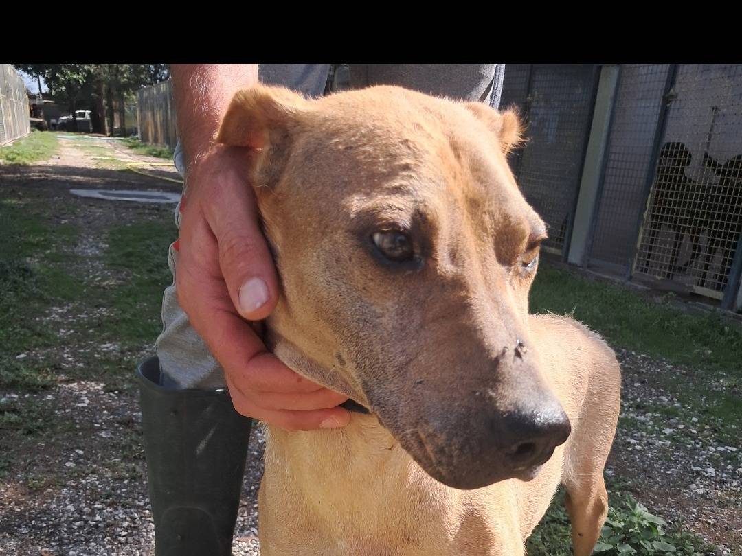 Adotta il cane Nany a Caserta