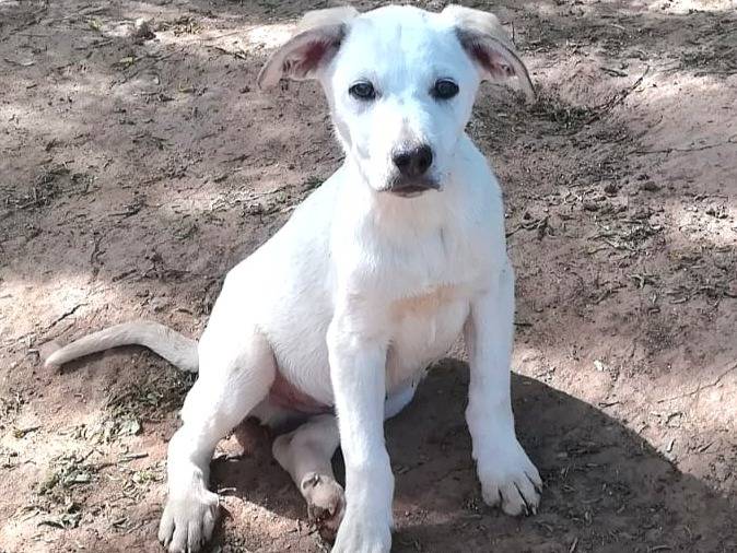 Adozione cane, maschio, Labrador Retriever Razza sconosciuta, 3 mesi, taglia media, Varese