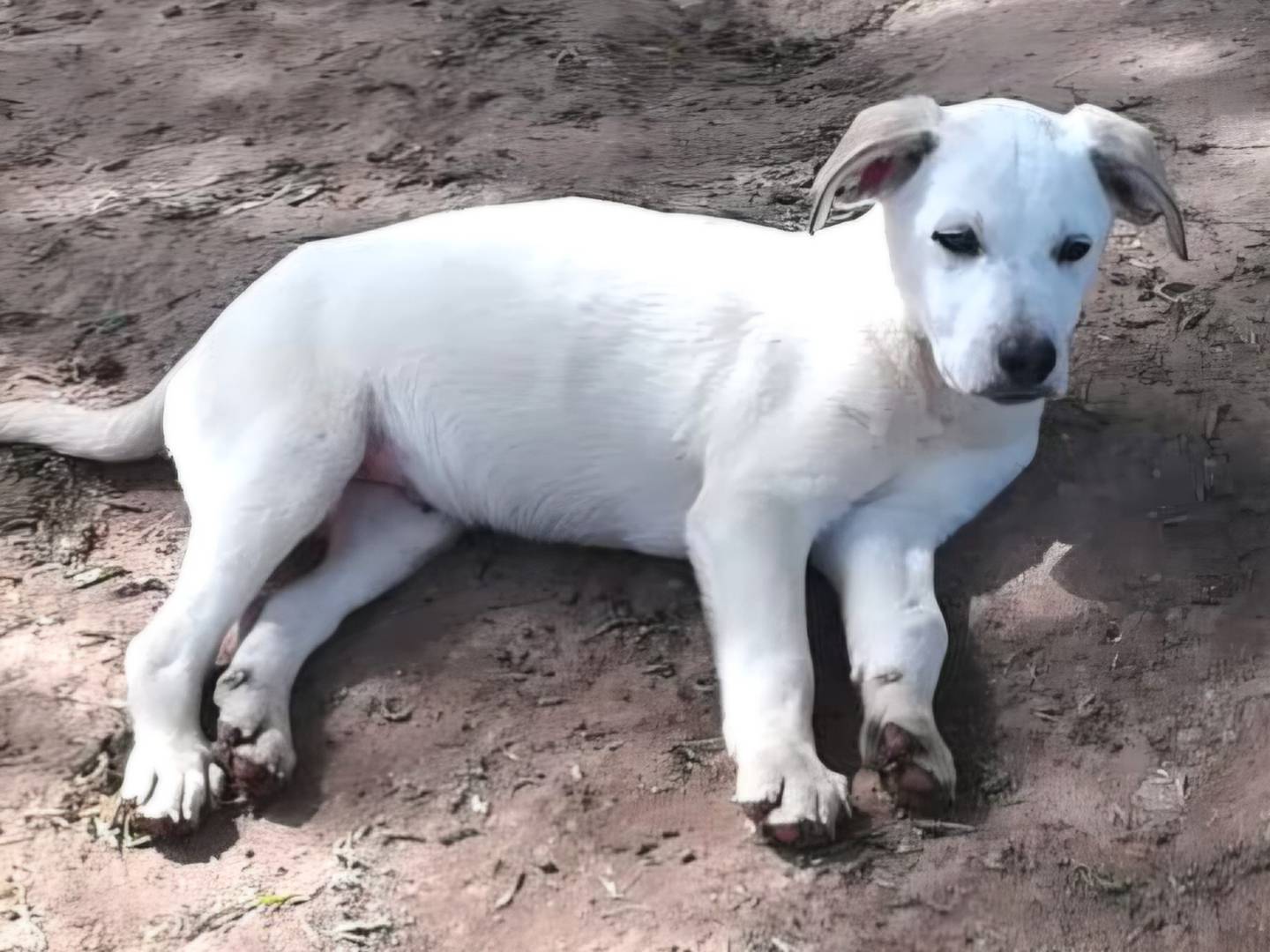 Adotta un cane, maschio, 3 mesi, Varese