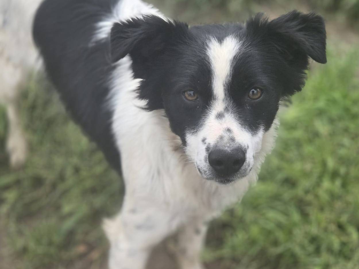 Adozione cane, maschio, Razza sconosciuta Razza sconosciuta, 1 anno, taglia piccola, Bologna