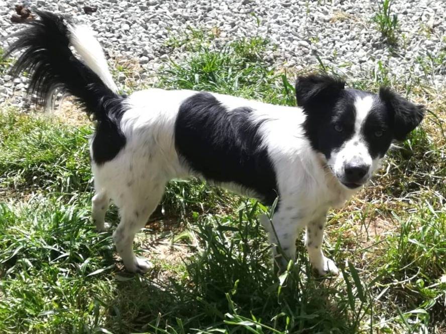 Adotta un cane, maschio, 1 anno, Bologna