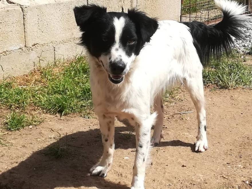 Adotta un cane, taglia piccola, maschio, Bologna