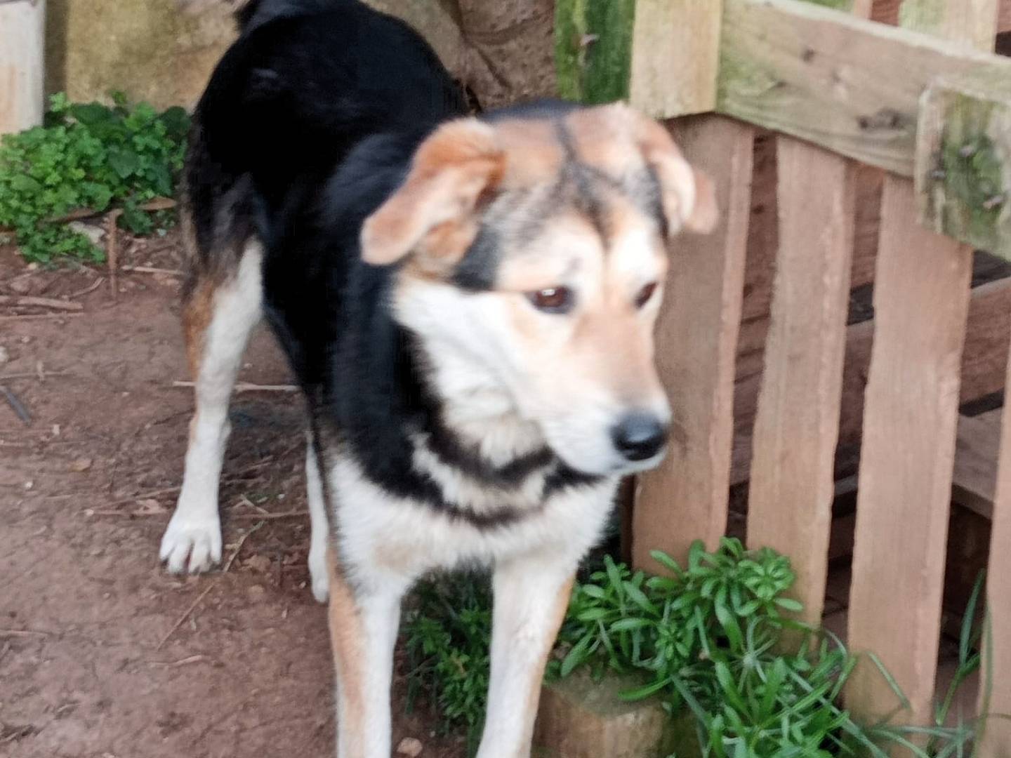 Adotta un cane, femmina, 3 anni, Milano