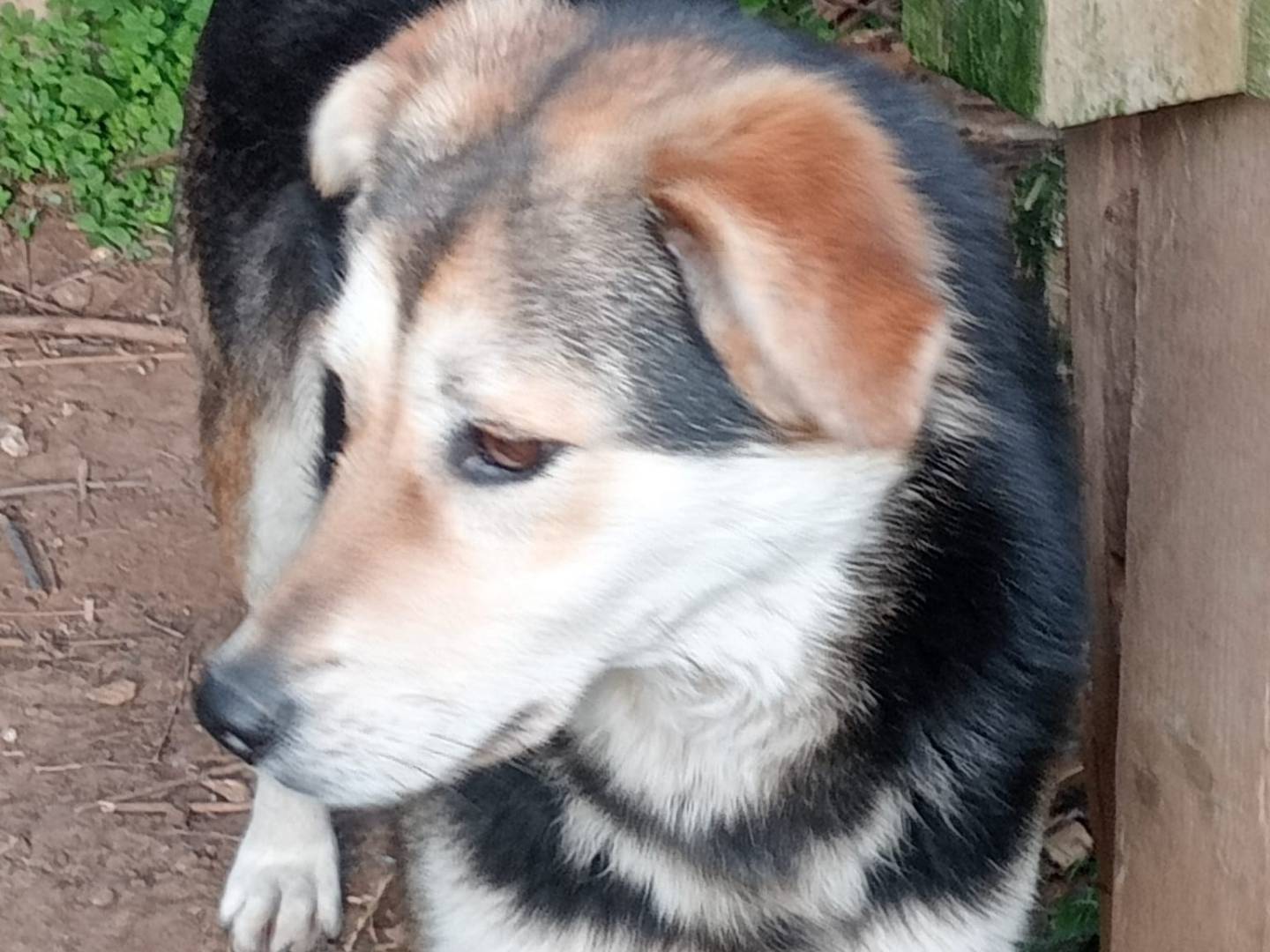 Adotta un cane, taglia media, femmina, Milano