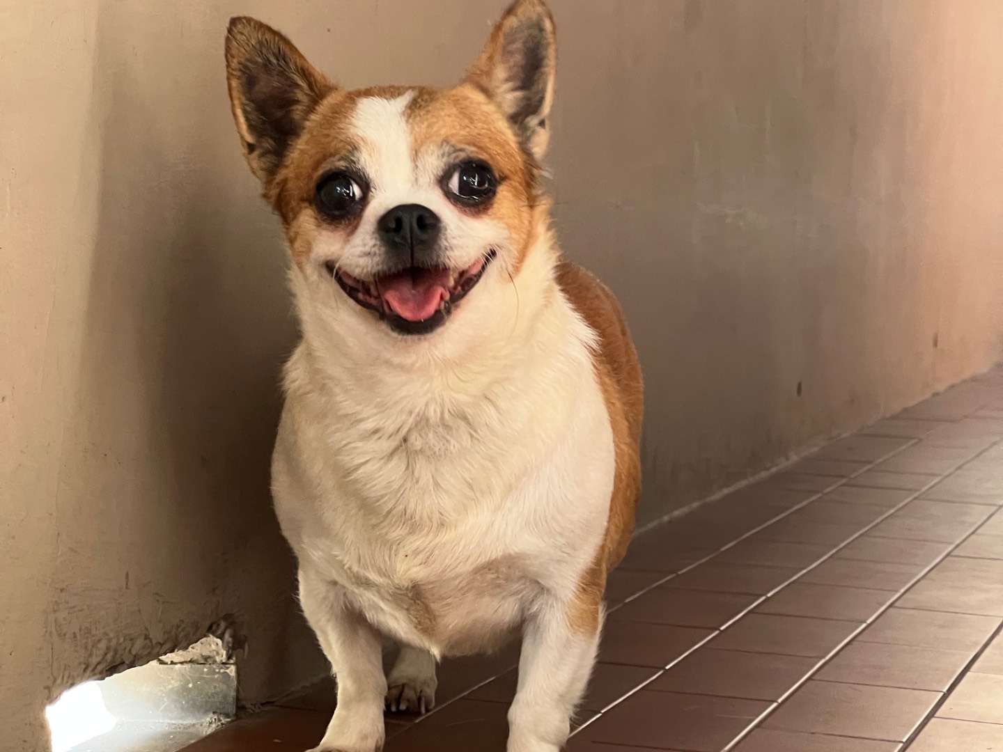 Adozione cane, femmina, Chihuahua Razza sconosciuta, 4 anni e 3 mesi, taglia piccola, Roma