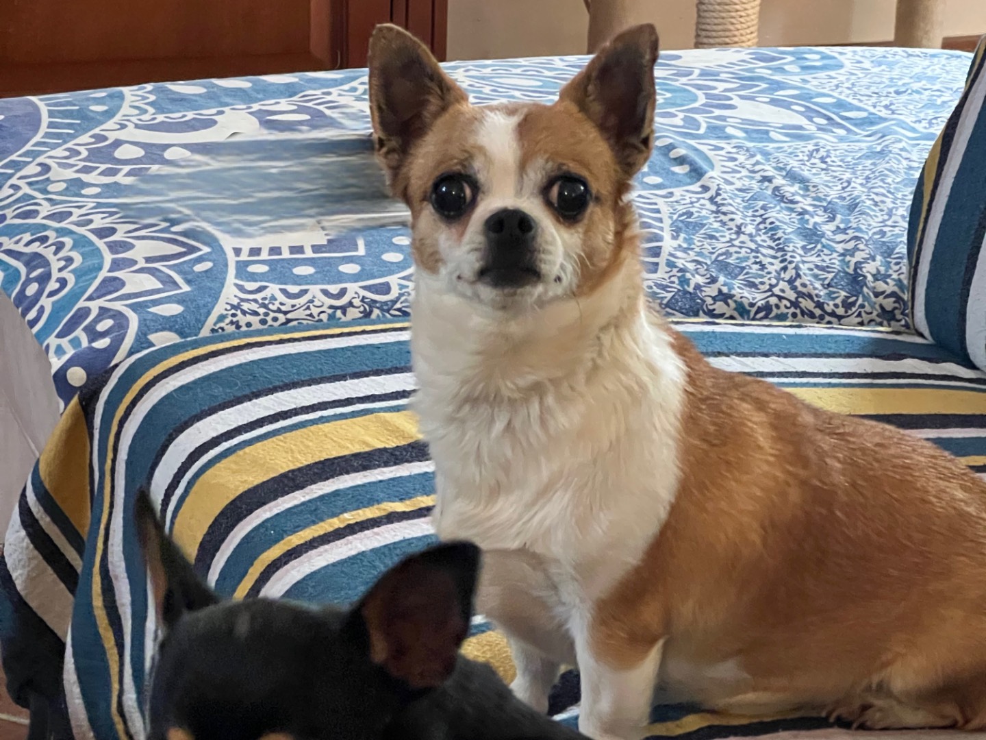 Adotta un cane, femmina, 4 anni e 3 mesi, Roma