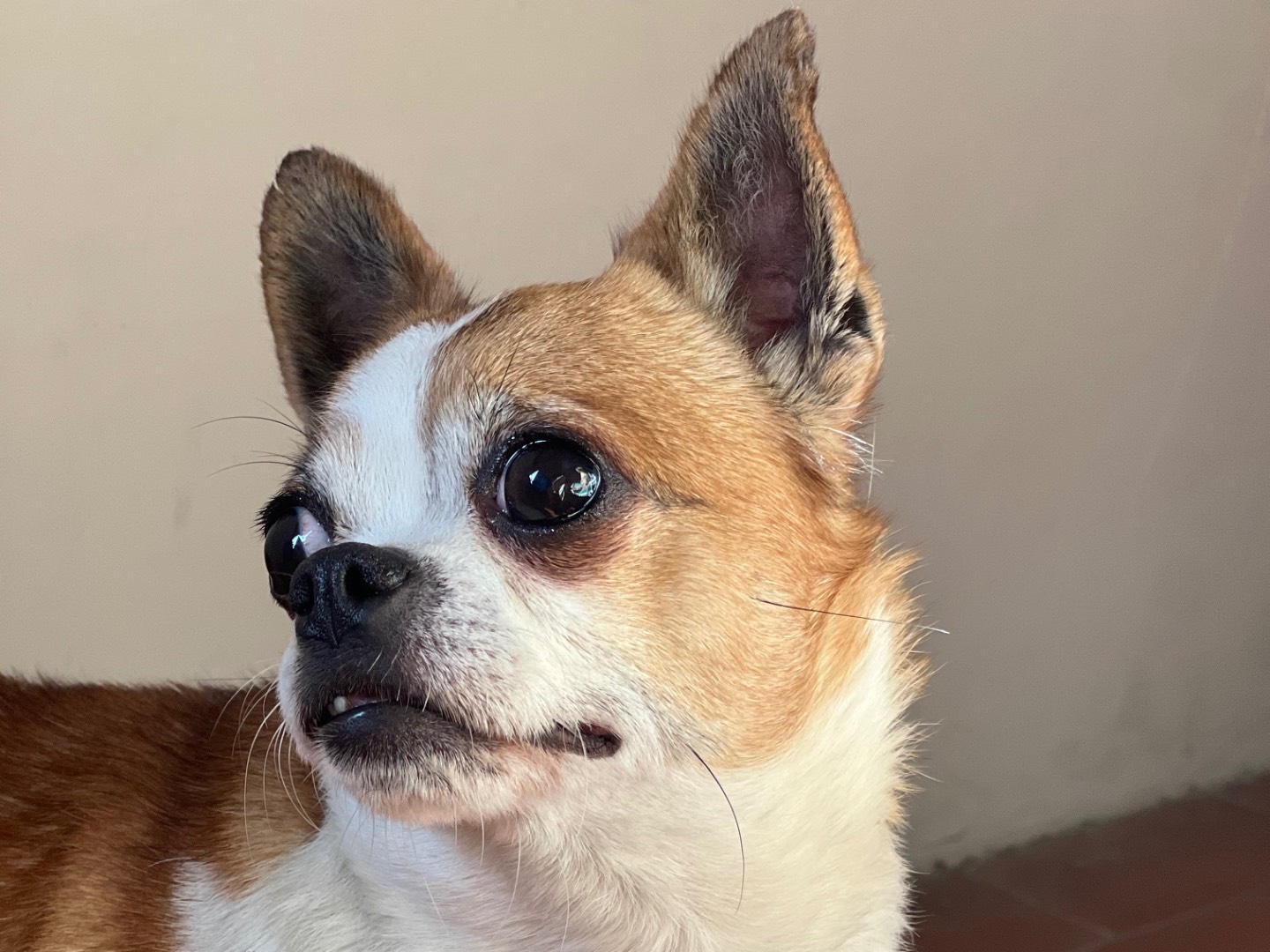 Adotta un cane, taglia piccola, femmina, Roma