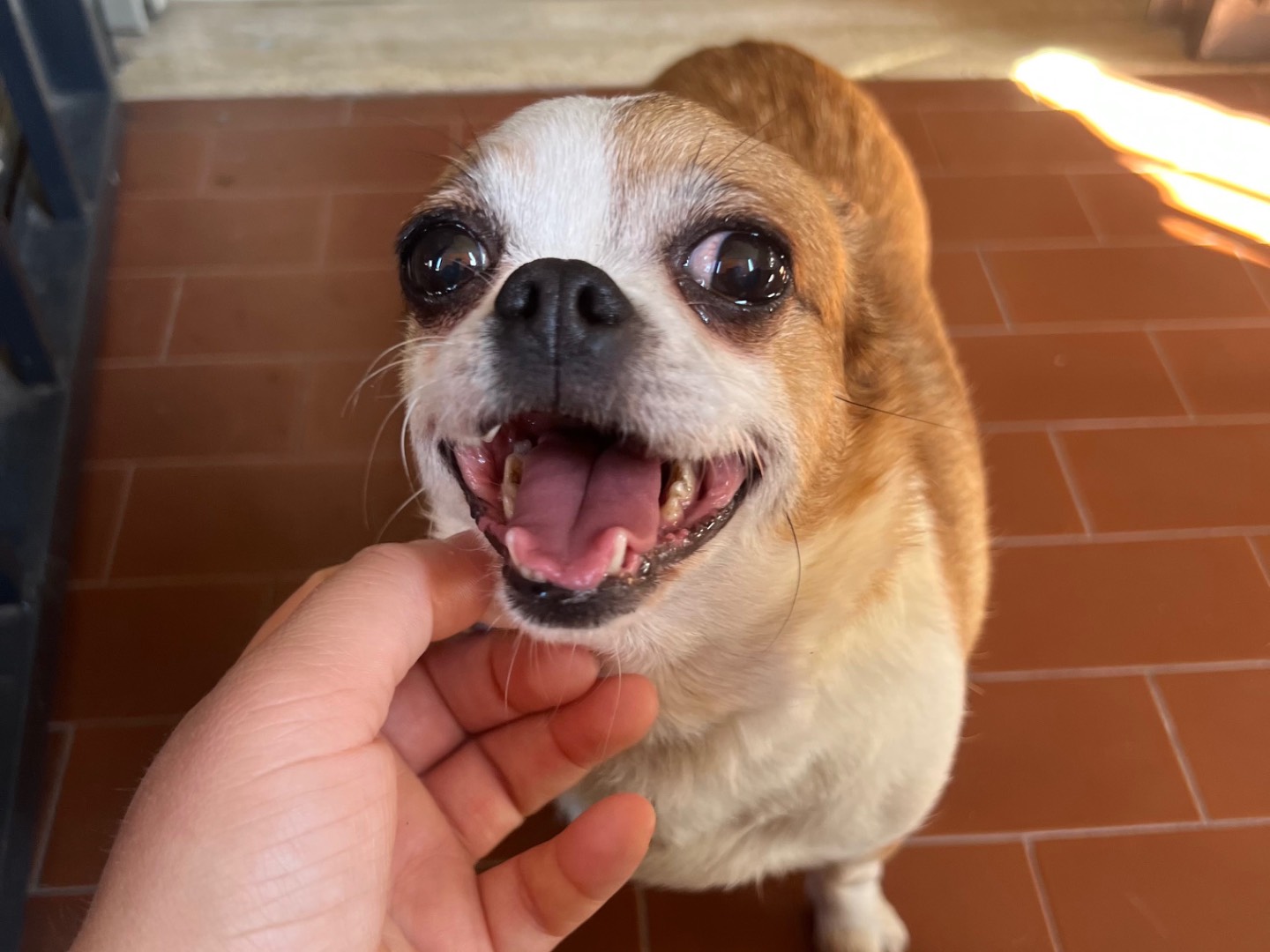 Vuoi adottare un cane a Roma?