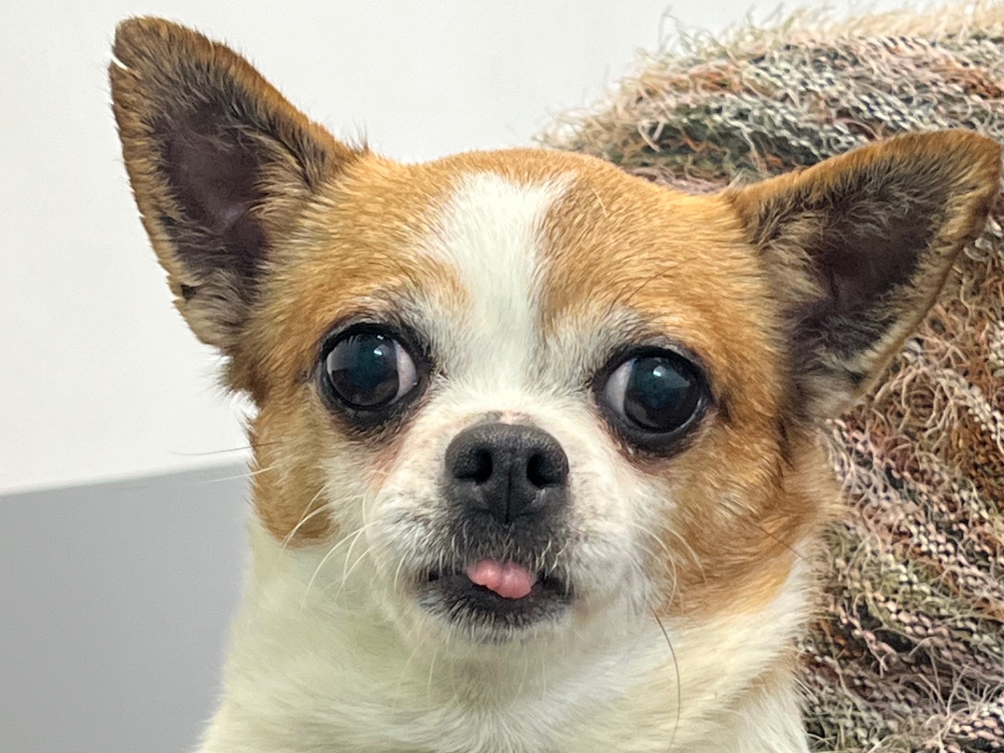 Adotta il cane Pupetta  a Roma