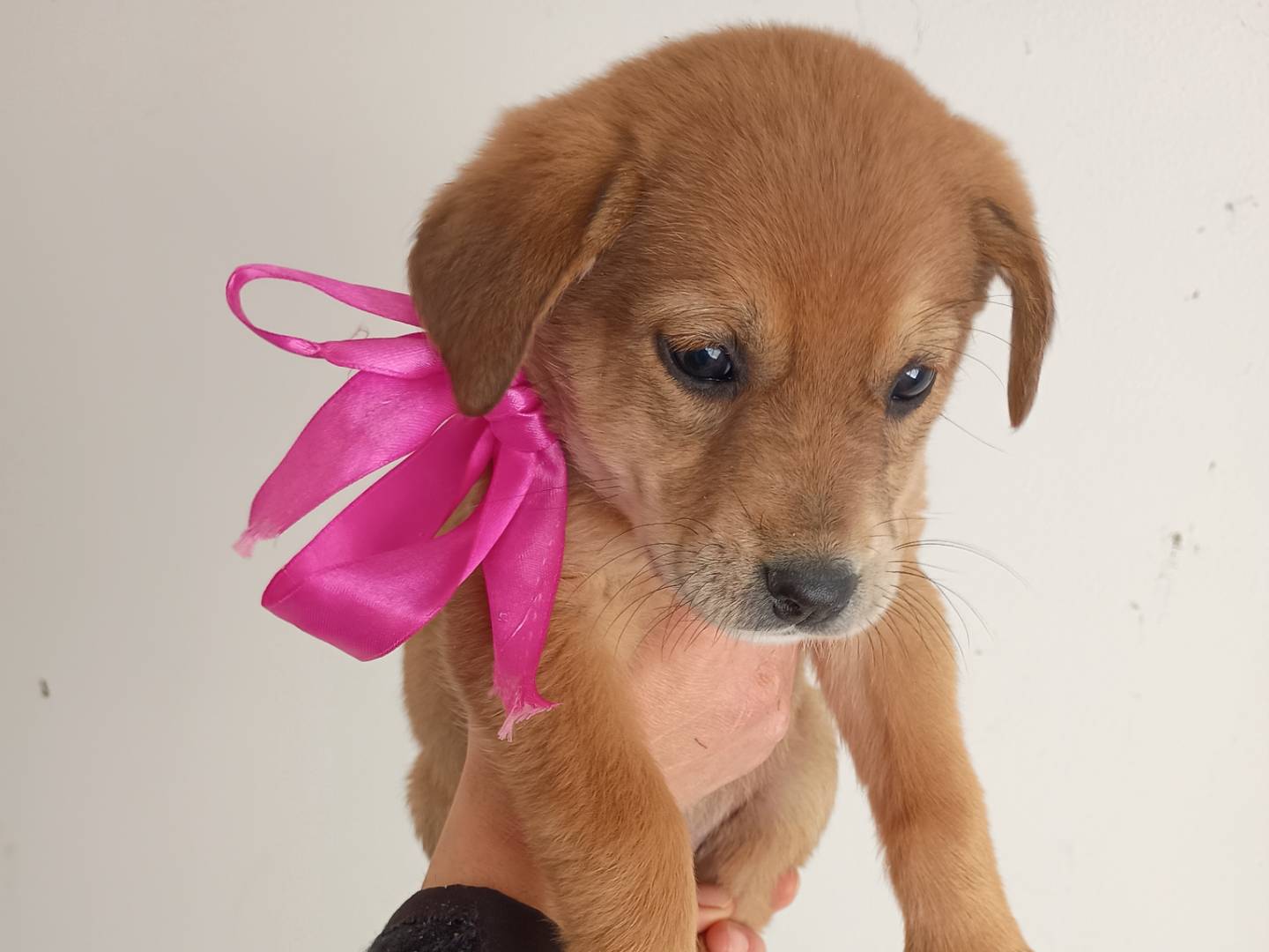 Adozione cane, femmina, Razza sconosciuta Razza sconosciuta, 1 mesi, taglia piccola, Palermo