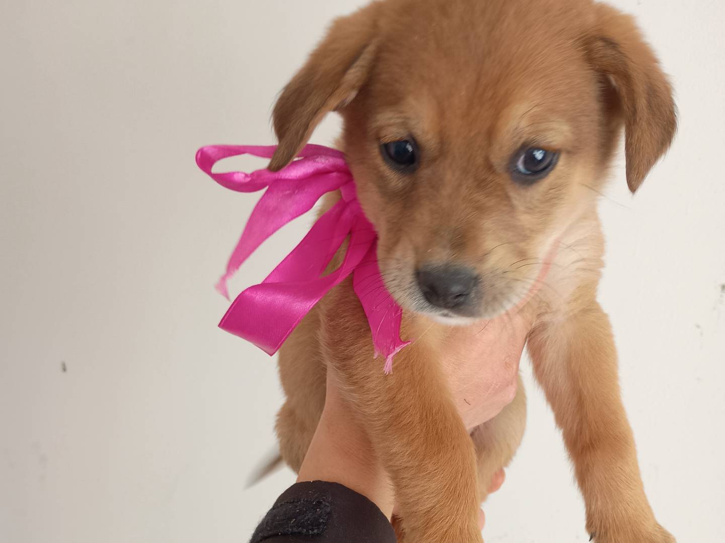 Adotta un cane, femmina, 1 mesi, Palermo