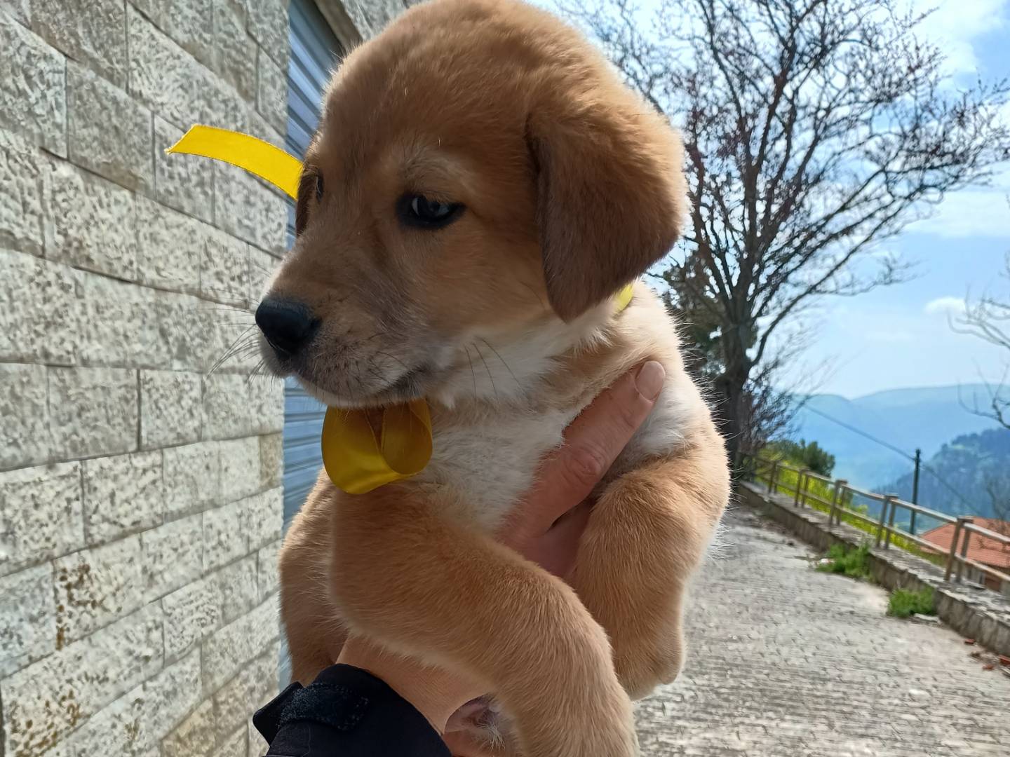 Vuoi adottare un cane a Palermo?