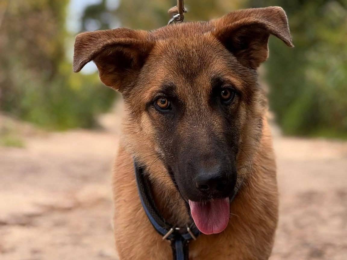Adozione cane, maschio, Pastore tedesco Razza sconosciuta, 10 mesi, taglia media, Lecce