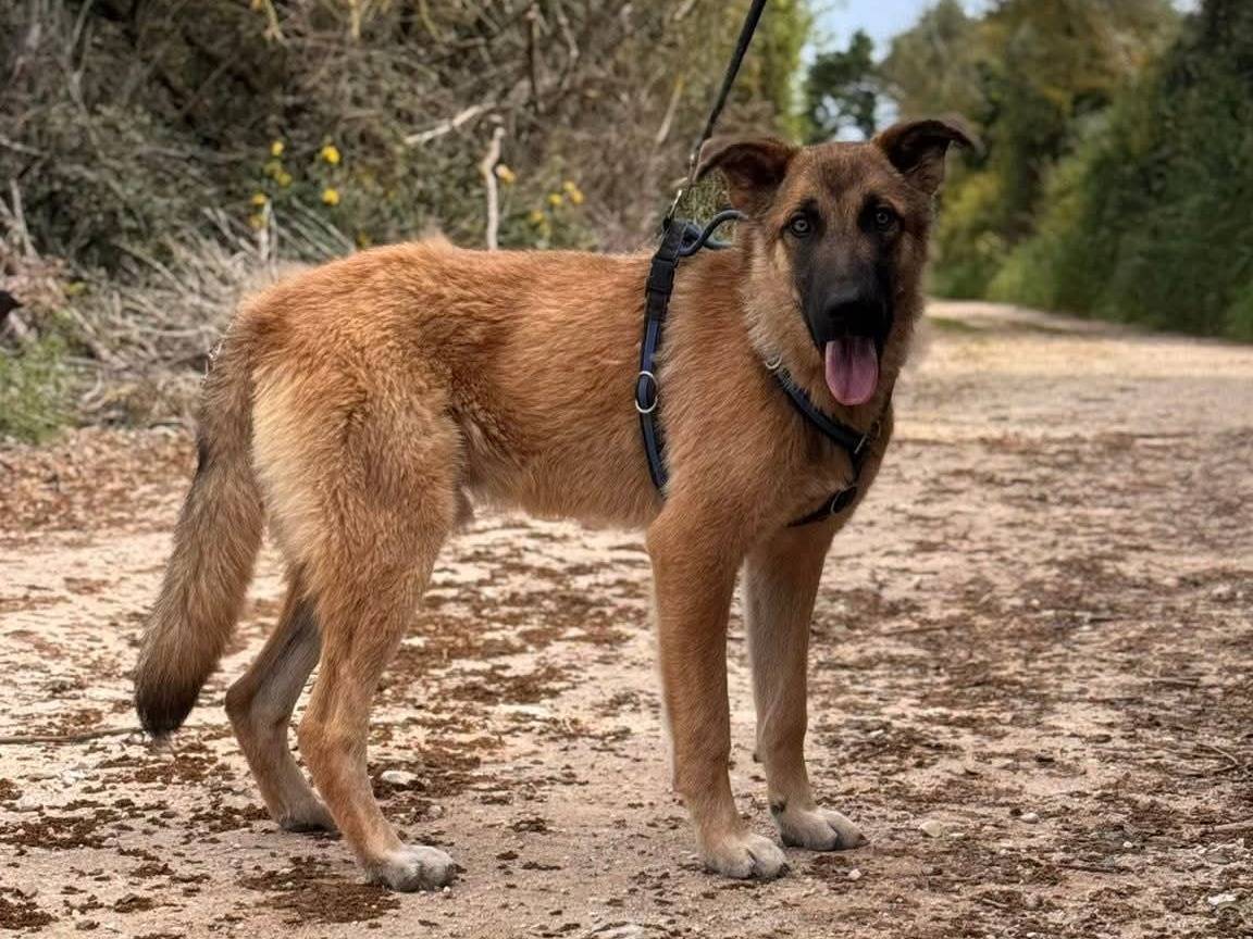 Adotta un cane, maschio, 10 mesi, Lecce