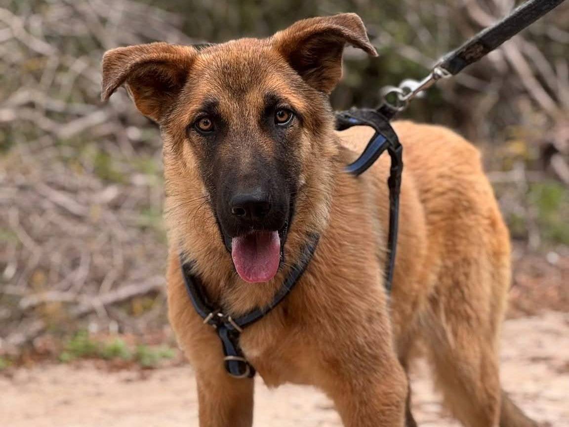Adotta un cane, taglia media, maschio, Lecce