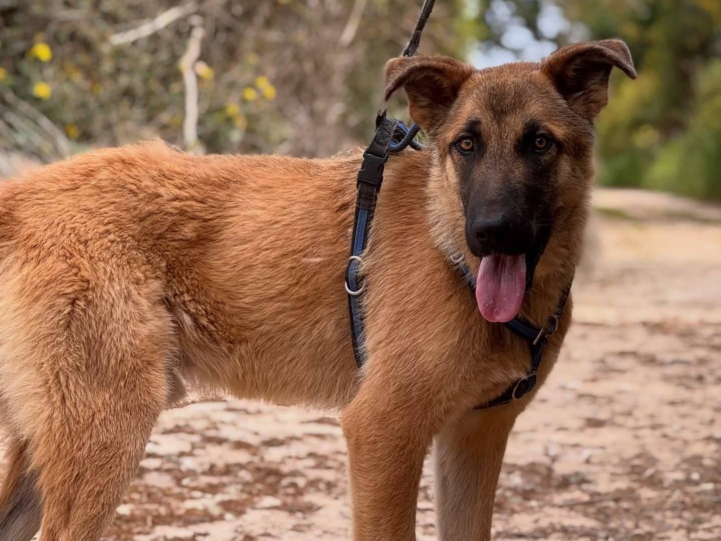 Vuoi adottare un cane a Lecce?