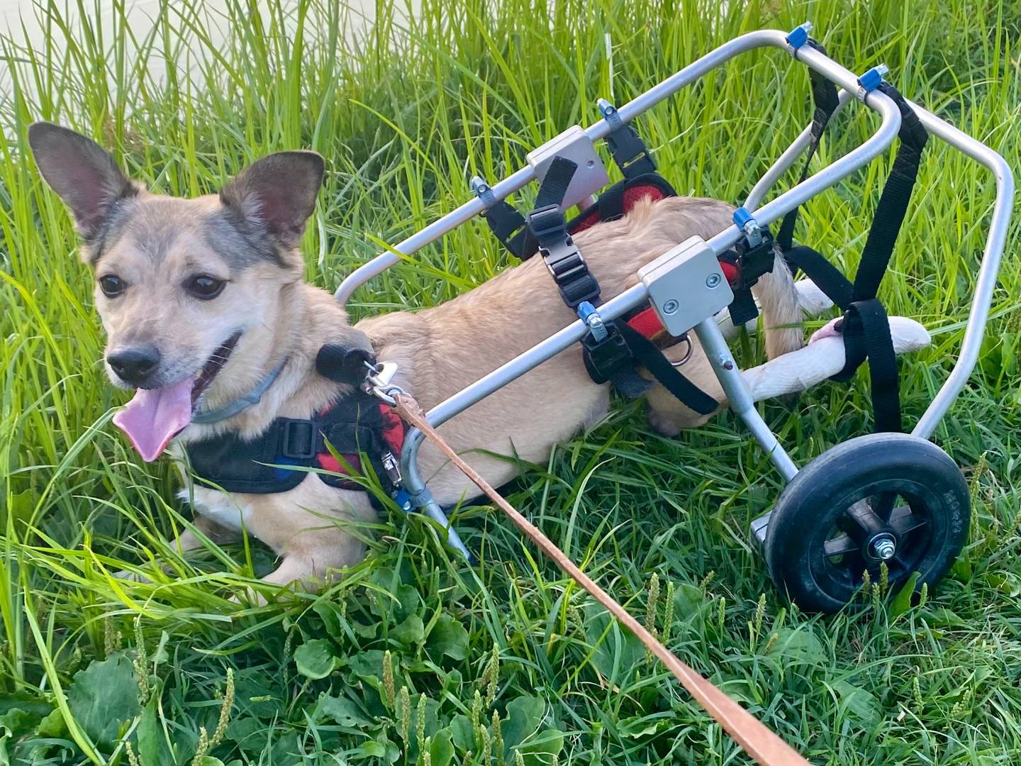 Adotta un cane, maschio, 8 anni e 9 mesi, Milano