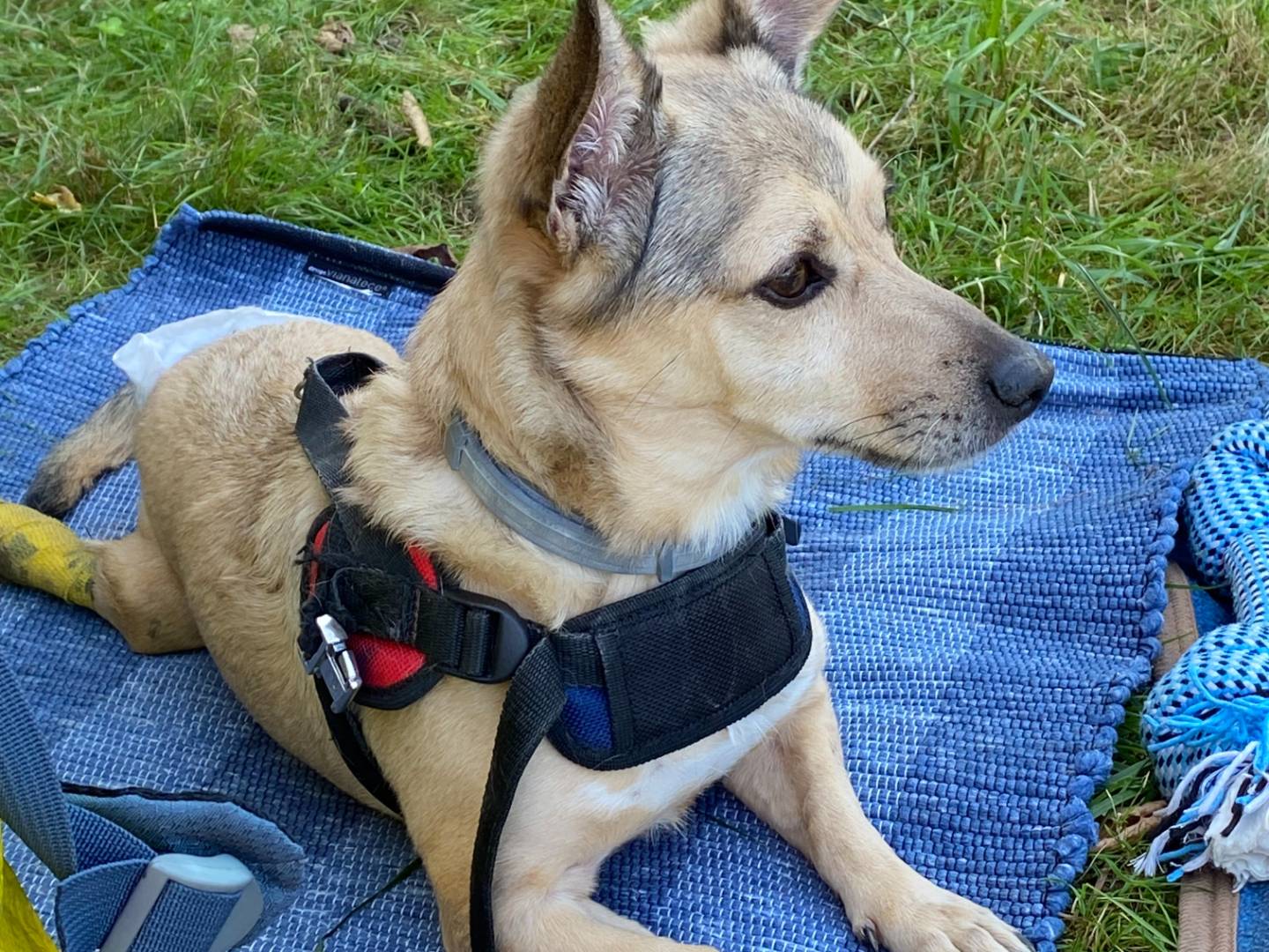 Adotta un cane, taglia piccola, maschio, Milano