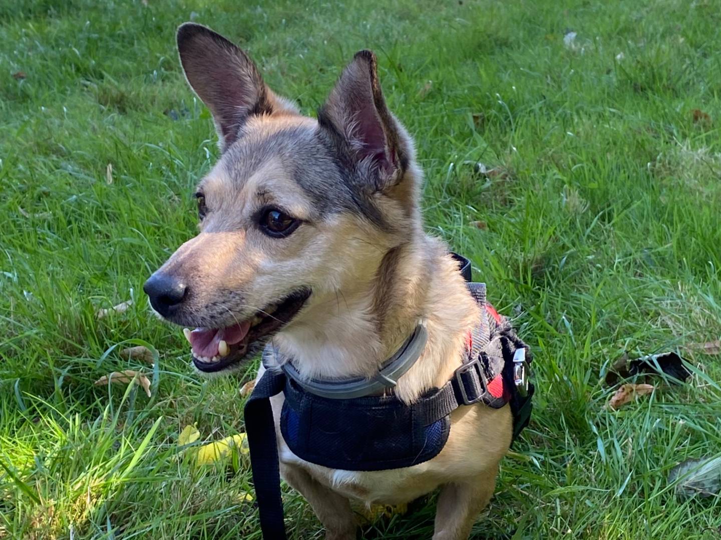 Vuoi adottare un cane a Milano?