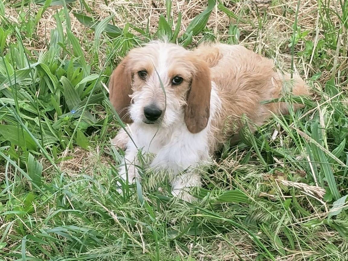 Adozione cane, maschio, Razza sconosciuta Razza sconosciuta, 4 mesi, taglia media, Vibo