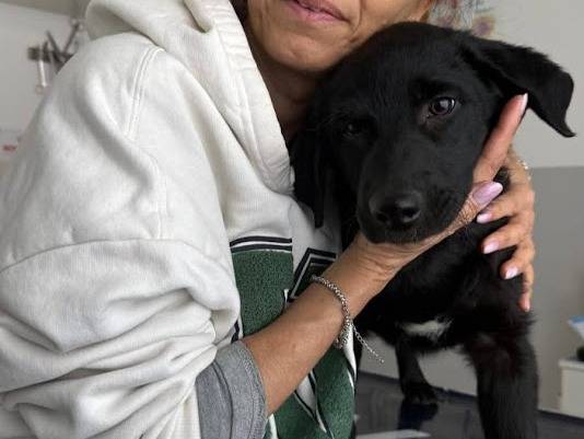 Adozione cane, femmina, Razza sconosciuta Labrador Retriever, 4 mesi, taglia media, Palermo