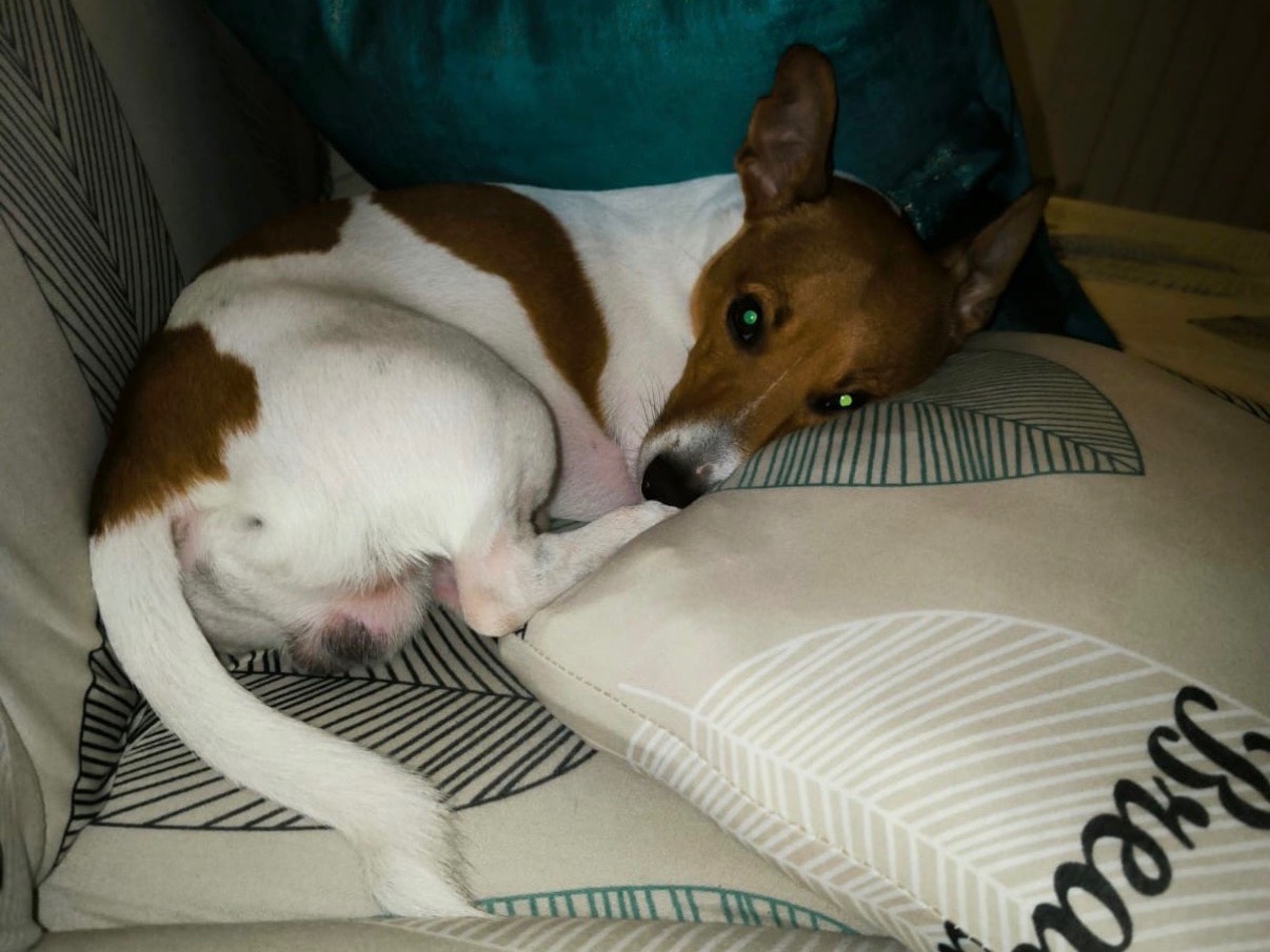 Adozione cane, maschio, Jack Russell Terrier Razza sconosciuta, 6 anni, taglia piccola, Napoli