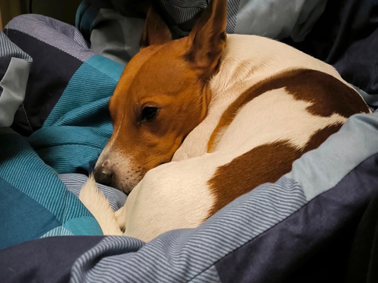 Adotta un cane, maschio, 6 anni, Napoli